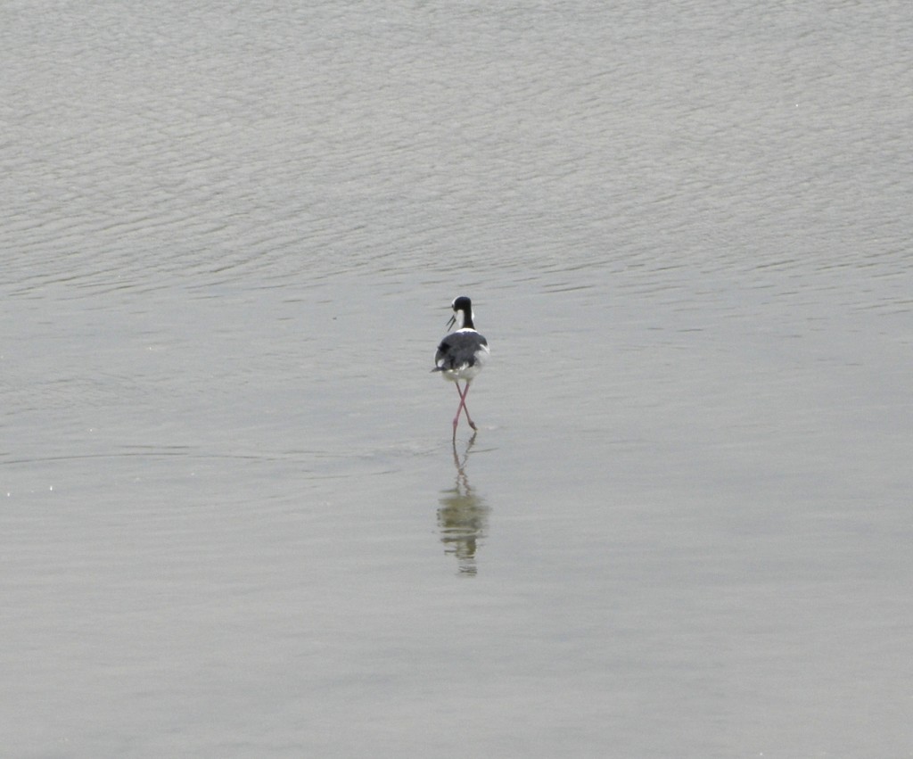 Foto: Albufera - Mar Chiquita, Argentina