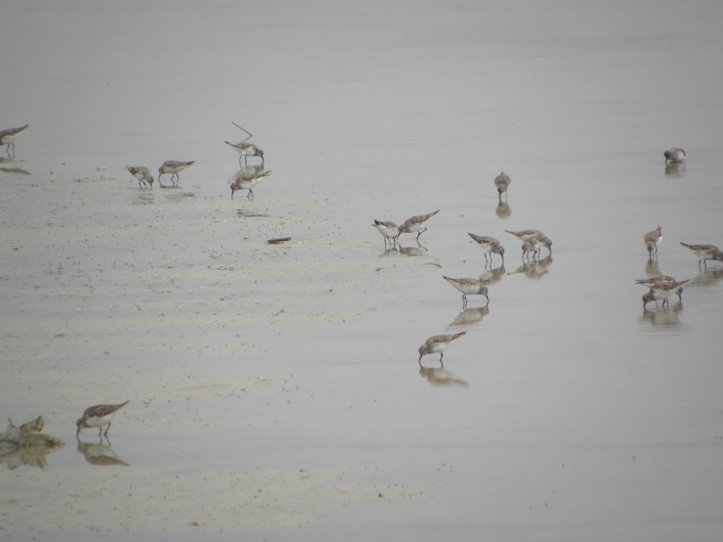 Foto: Albufera - Mar Chiquita, Argentina