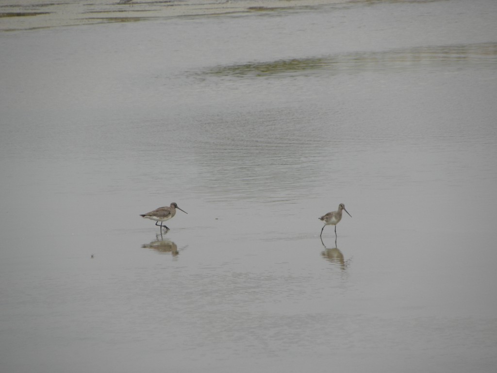 Foto: Albufera - Mar Chiquita, Argentina