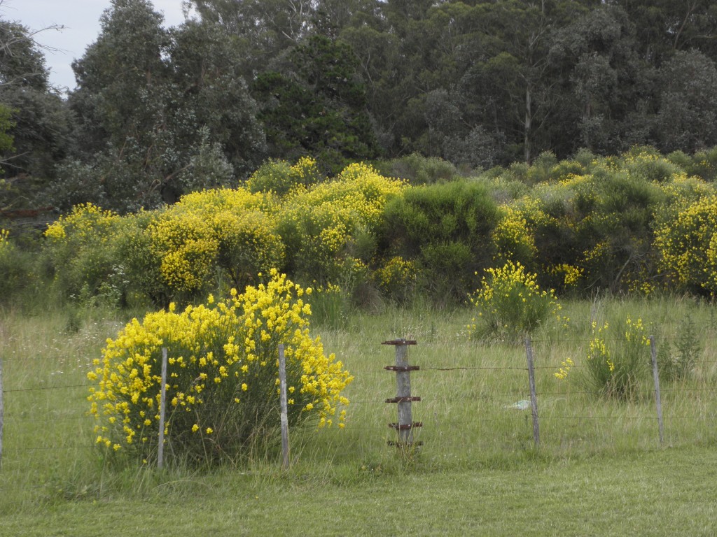 Foto de Mar Chiquita, Argentina