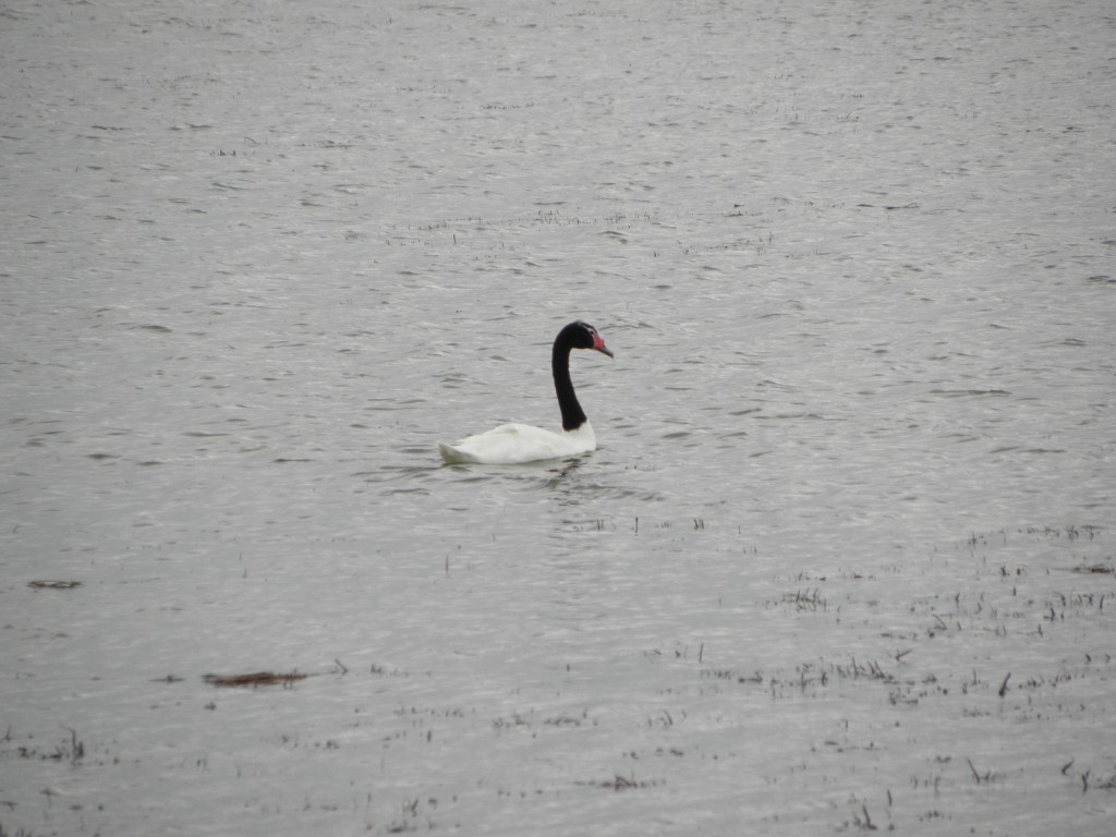 Foto: Cisne de cuello negro - Mar Chiquita, Argentina