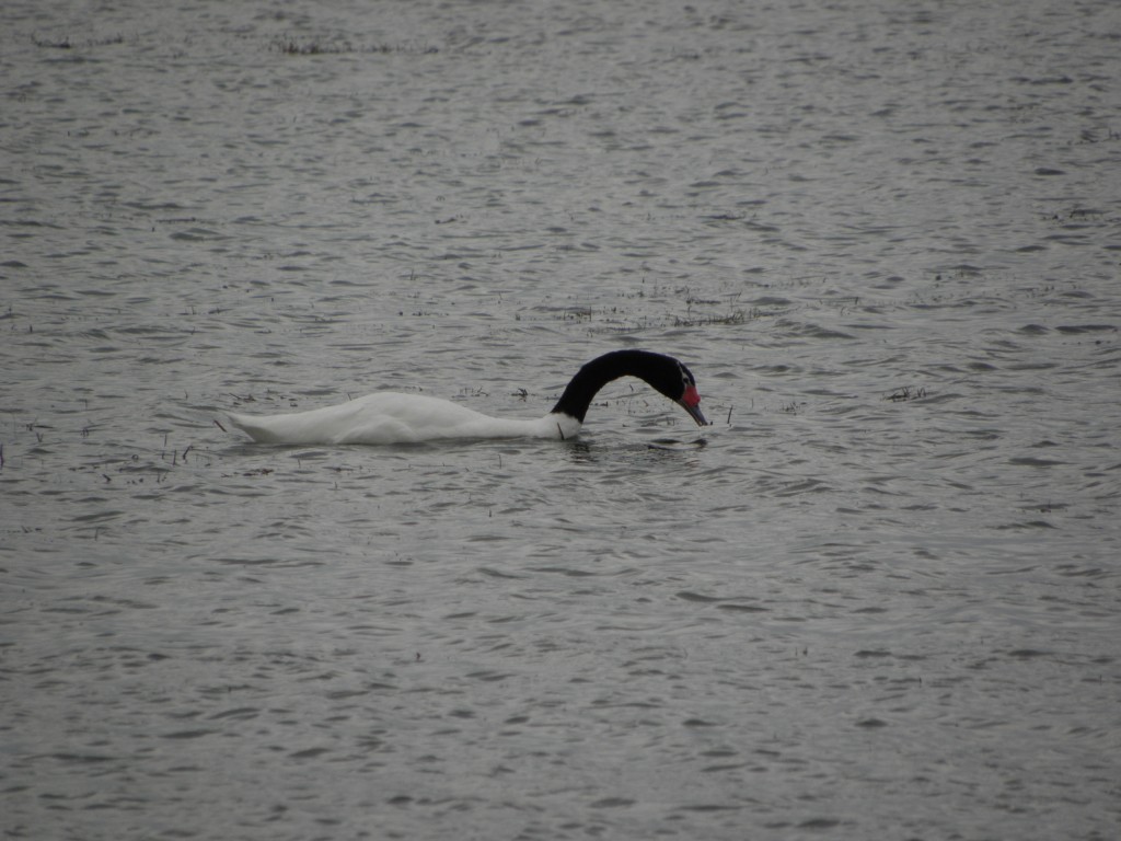 Foto: Cisne de cuello negro - Mar Chiquita, Argentina