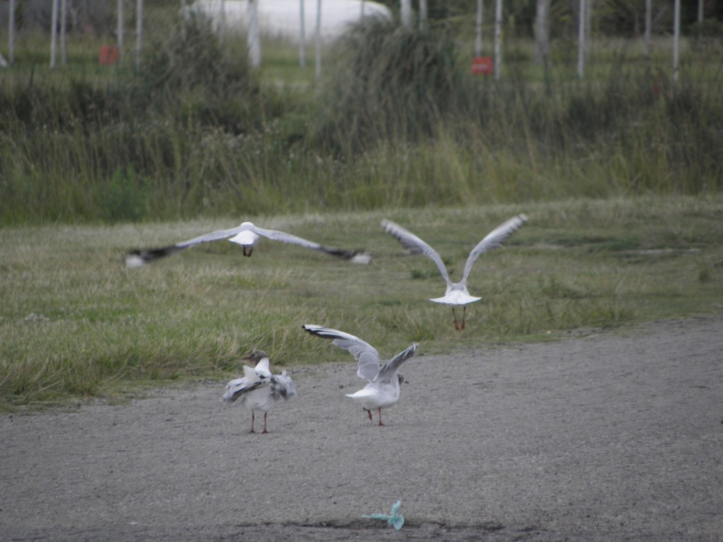 Foto: Gaviotas - Mar Chiquita, Argentina