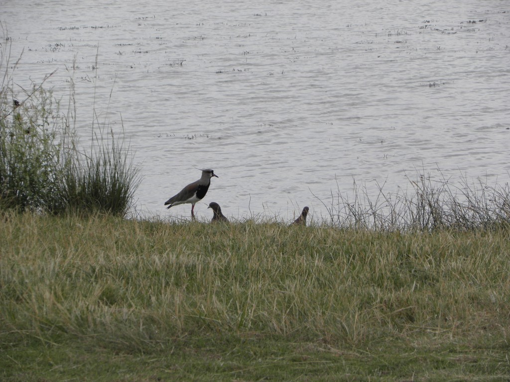 Foto de Mar Chiquita, Argentina