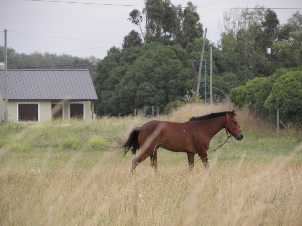 Foto de Mar Chiquita, Argentina