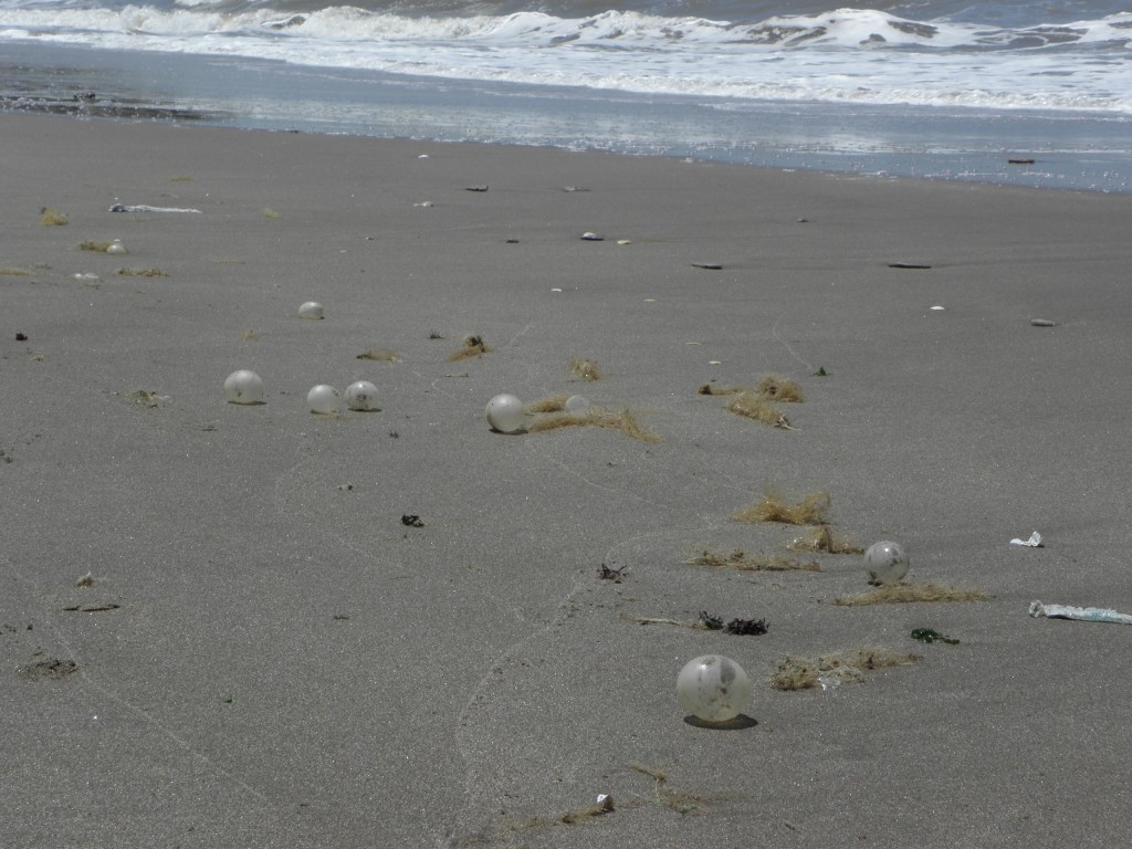 Foto de Mar Chiquita, Argentina