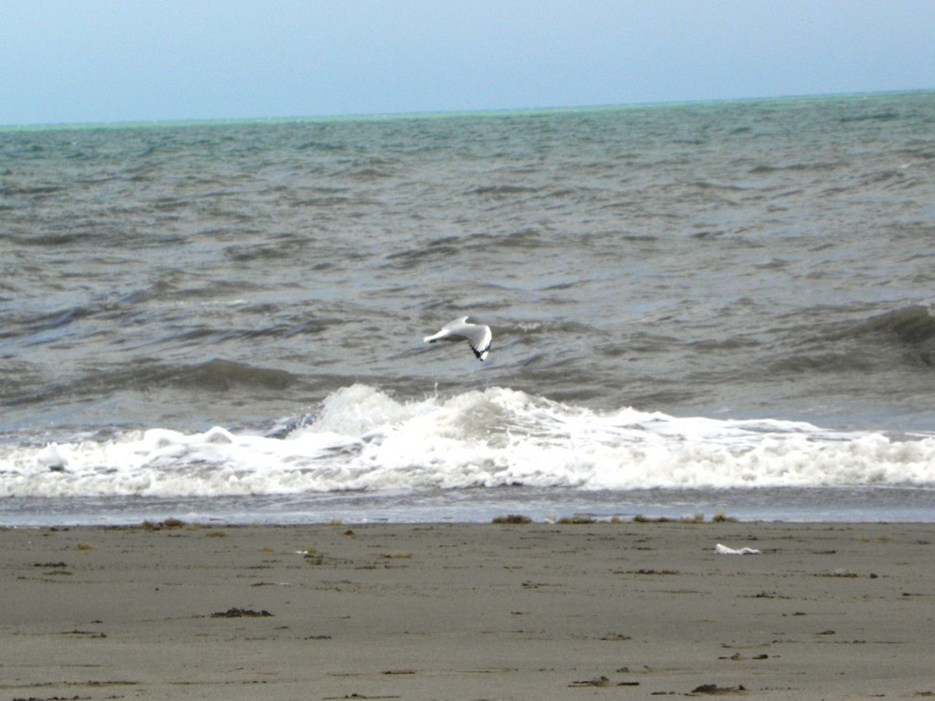 Foto de Mar Chiquita, Argentina