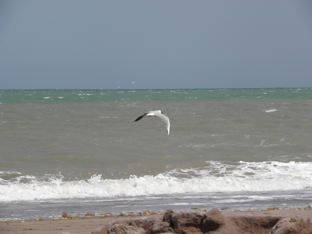 Foto de Mar Chiquita, Argentina