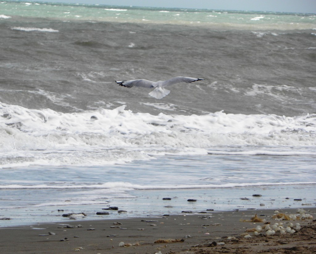 Foto de Mar Chiquita, Argentina