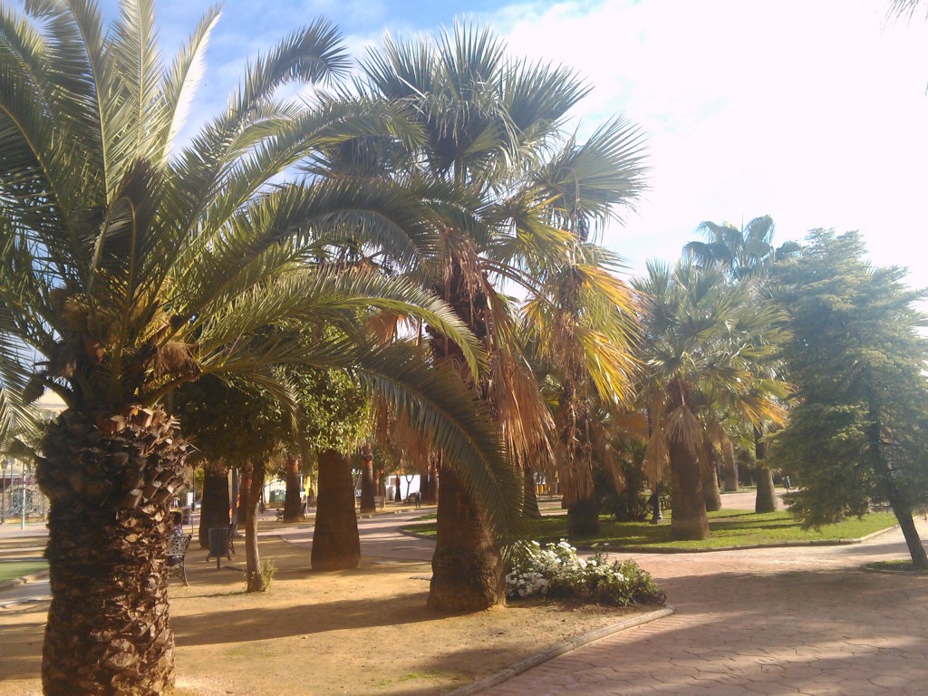 Foto: PELOCAQUI - Palma Del Rio (Córdoba), España