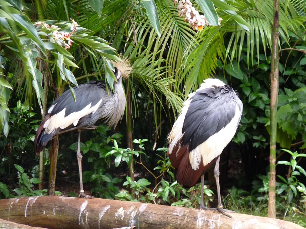 Foto: Parque das aves. - Foz do Iguaçu (Paraná), Brasil