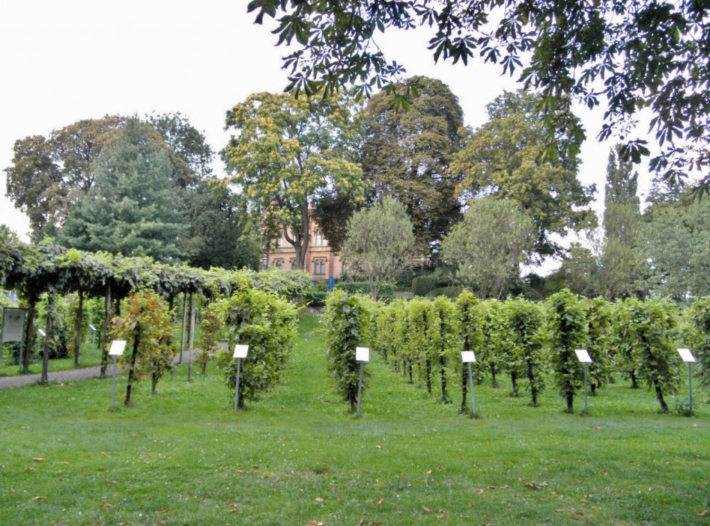 Foto: Jardín - Freiburg im Breisgau (Friburgo) (Baden-Württemberg), Alemania