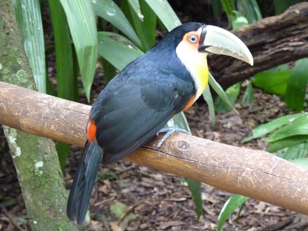 Foto: Parque das aves - Foz do Iguaçu (Paraná), Brasil