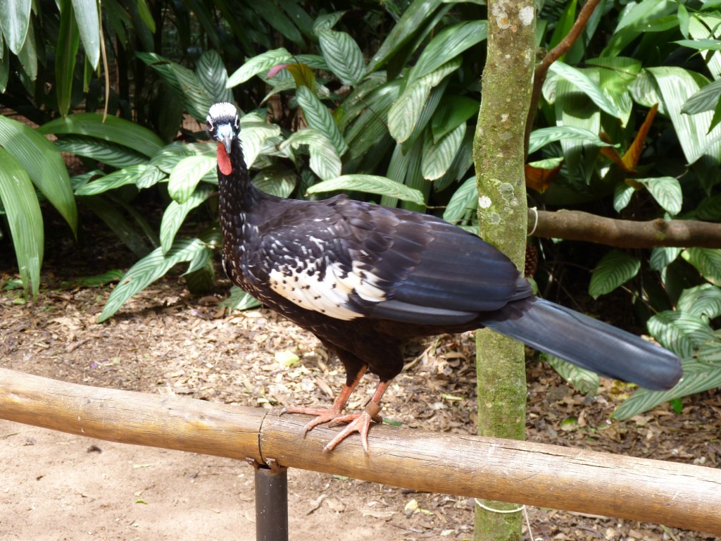 Foto: Parque das aves. - Foz do Iguaçu (Paraná), Brasil