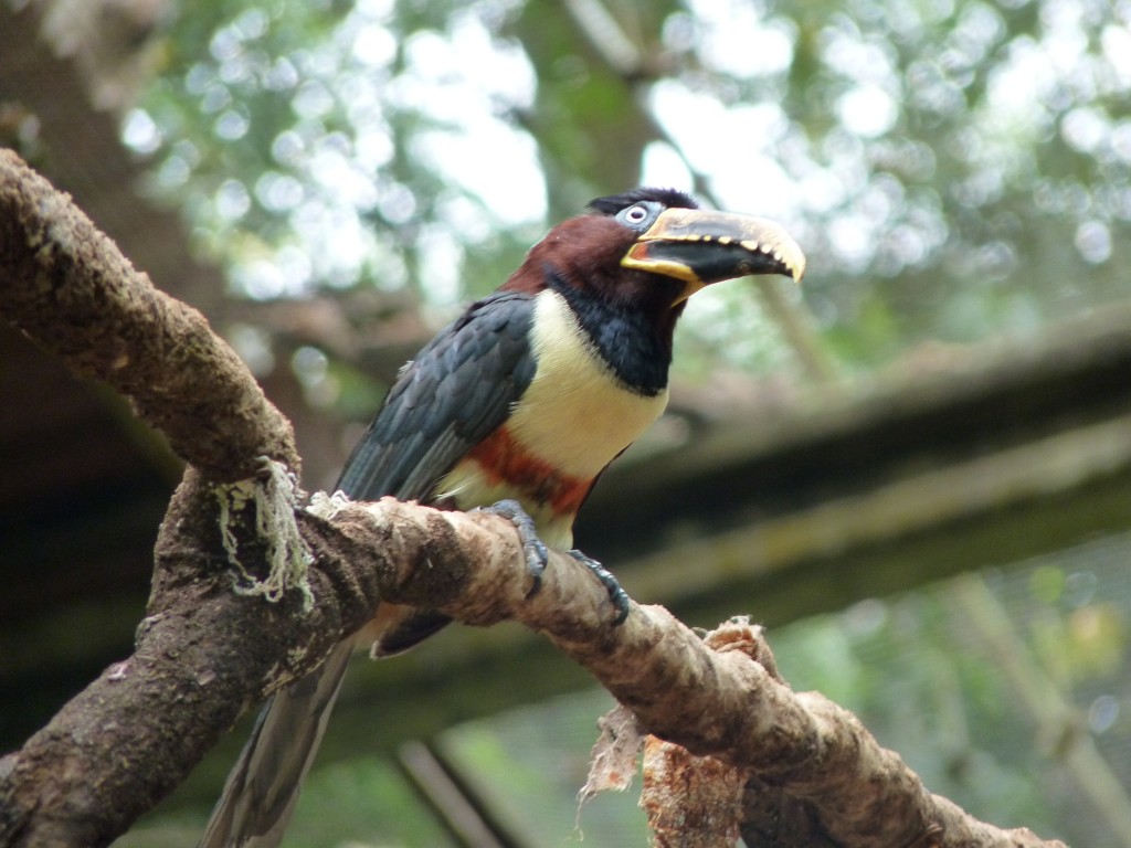 Foto: Parque das aves. - Foz do Iguaçu (Paraná), Brasil