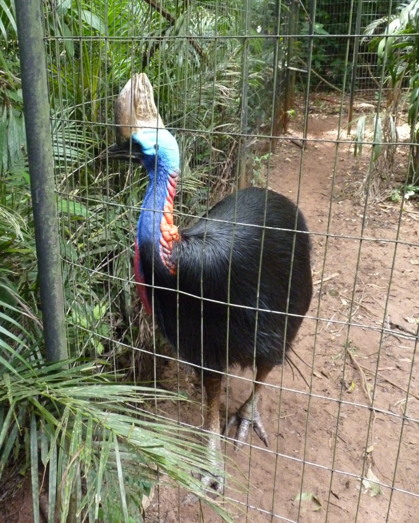 Foto: Parque das aves. - Foz do Iguaçu (Paraná), Brasil