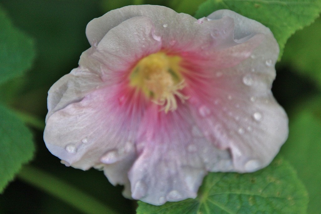 Foto: Una flor - Meersburg (Baden-Württemberg), Alemania