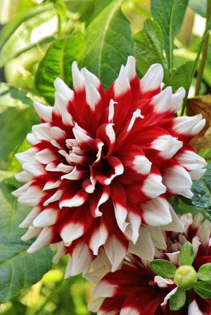 Foto: Una flor - Meersburg (Baden-Württemberg), Alemania