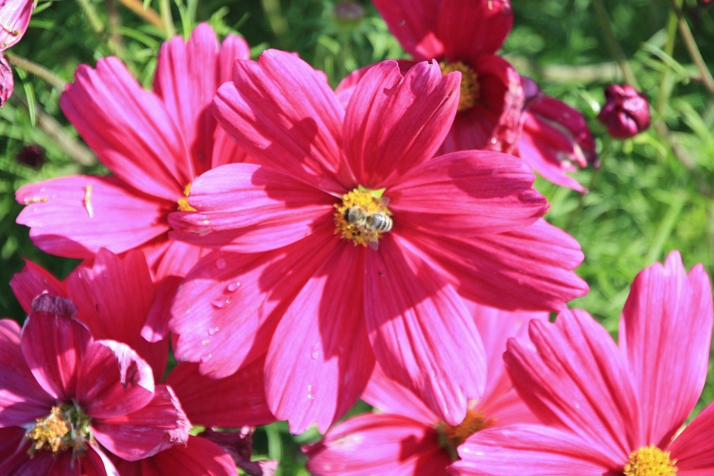 Foto: Una flor - Meersburg (Baden-Württemberg), Alemania