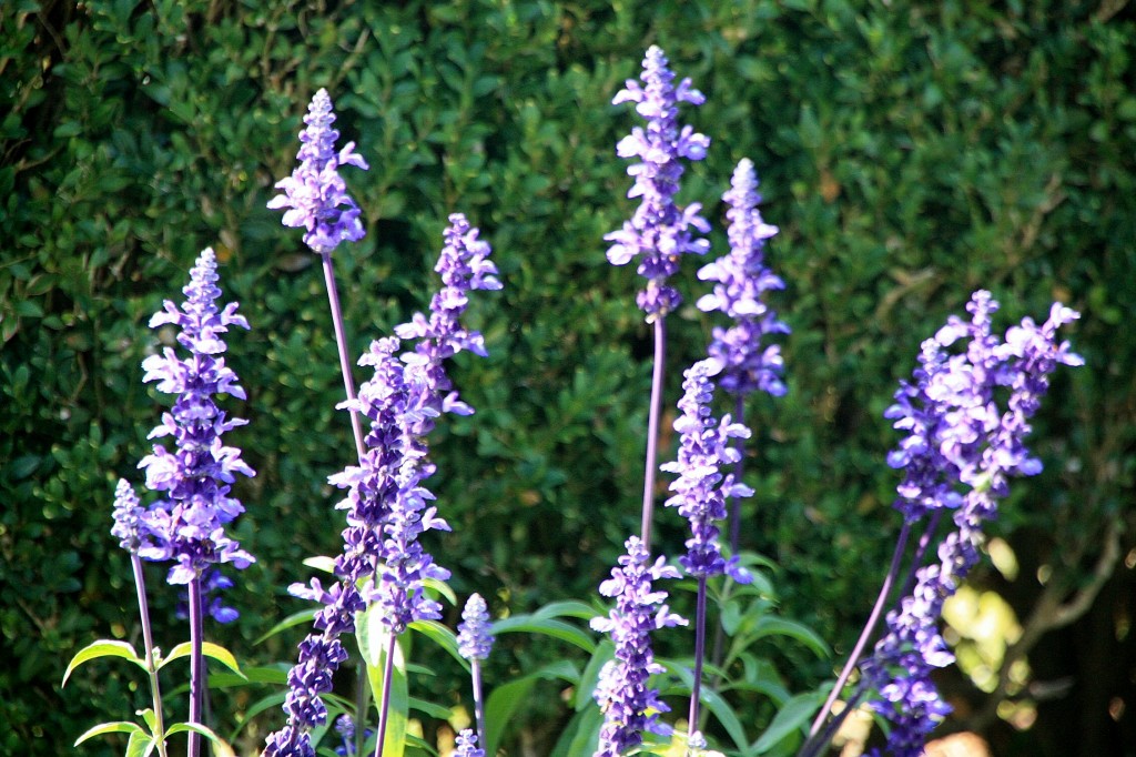 Foto: Una flor - Meersburg (Baden-Württemberg), Alemania