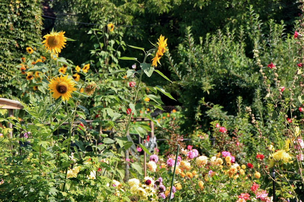 Foto: Girasoles - Meersburg (Baden-Württemberg), Alemania