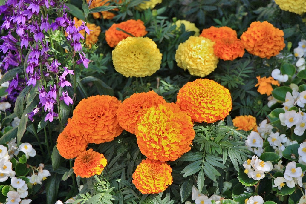 Foto: Flores - Meersburg (Baden-Württemberg), Alemania