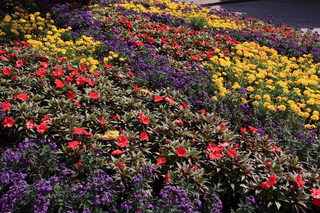 Foto: Flores - Meersburg (Baden-Württemberg), Alemania