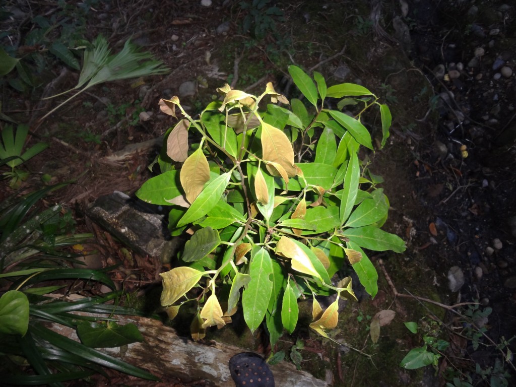 Foto: Canela - Shell (Pastaza), Ecuador