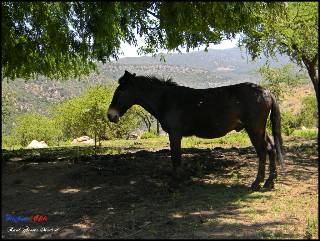 Foto de Coya (Libertador General Bernardo OʼHiggins), Chile