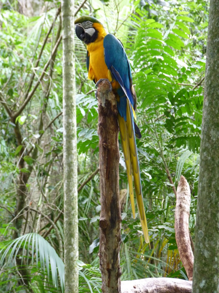 Foto: Parque das aves. - Foz do Iguaçu (Paraná), Brasil