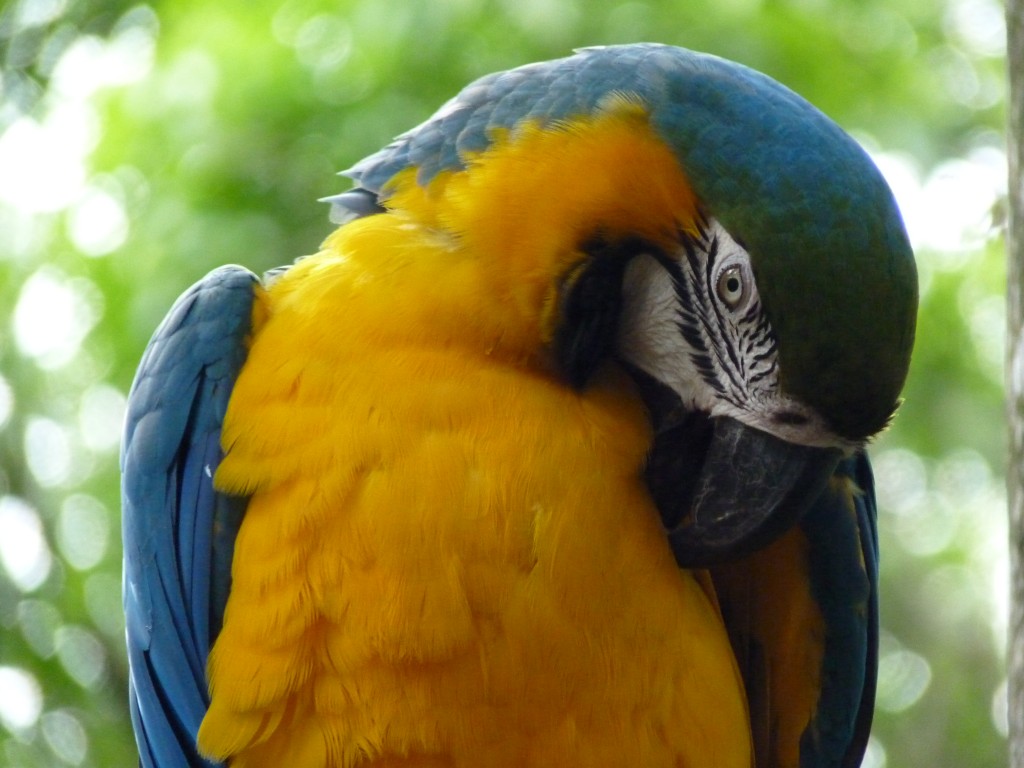 Foto: Parque das aves. - Foz do Iguaçu (Paraná), Brasil