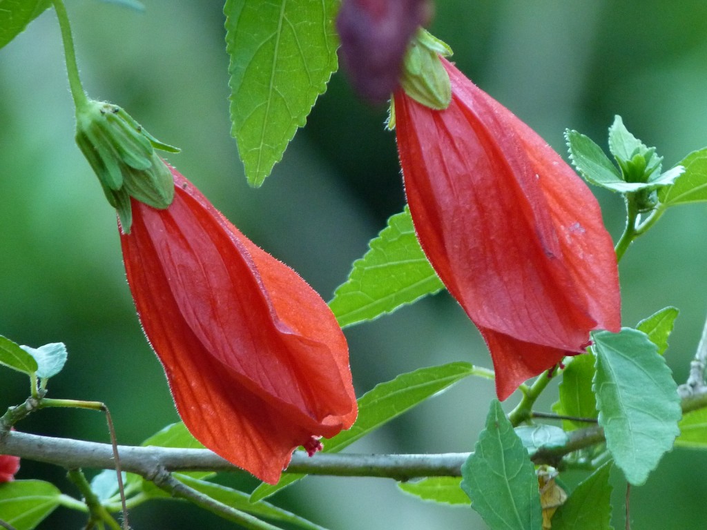 Foto: Flores de El Soberbio. - El Soberbio (Misiones), Argentina