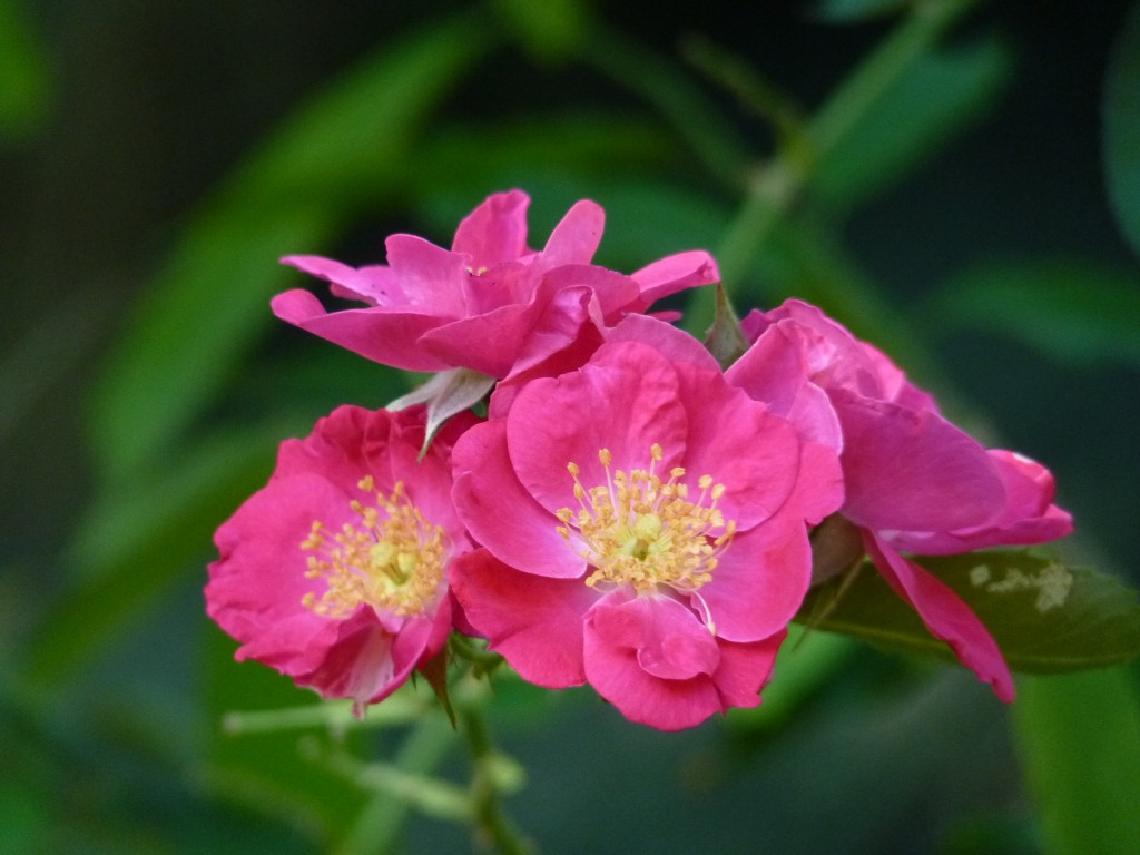 Foto: Flores. - El Soberbio (Misiones), Argentina