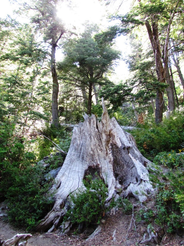 Foto: Ascenso al Enladrillado - Vilches (Maule), Chile