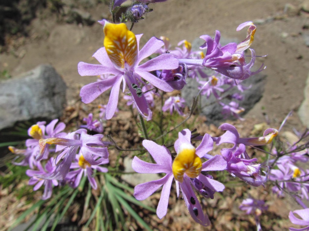 Foto: Ascenso al Enladrillado - Vilches (Maule), Chile