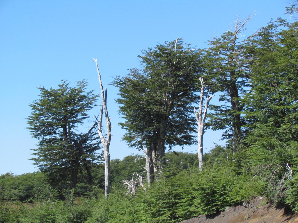 Foto: Ascenso al volcán Villarrica - Pucón (Araucanía), Chile