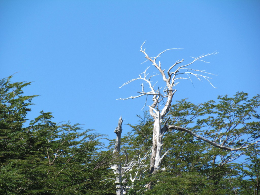 Foto: Ascenso al volcán Villarrica - Pucón (Araucanía), Chile