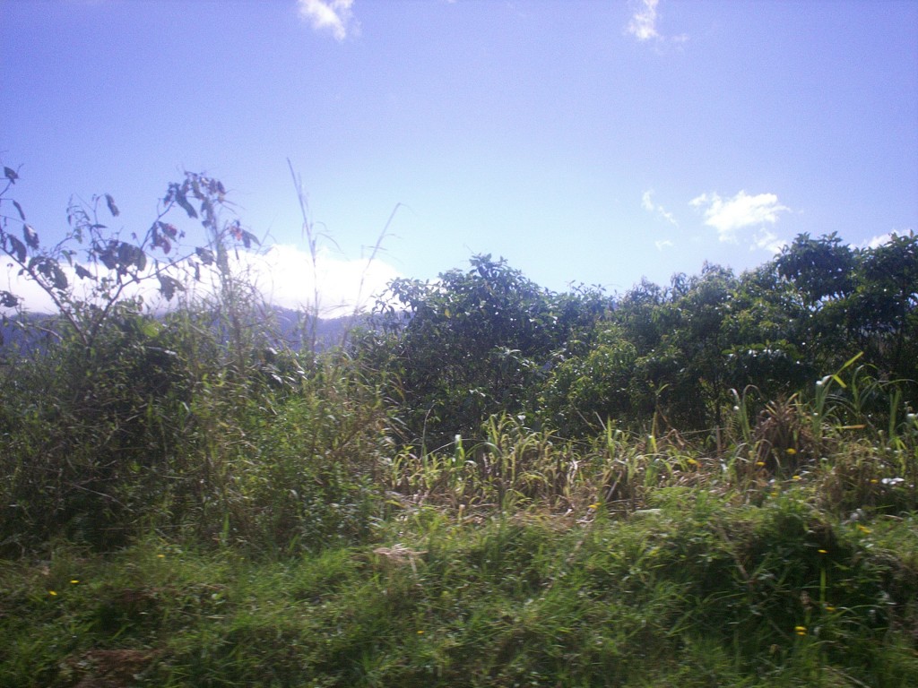 Foto: Aguas Zarcas - Aguas Zarcas (Alajuela), Costa Rica