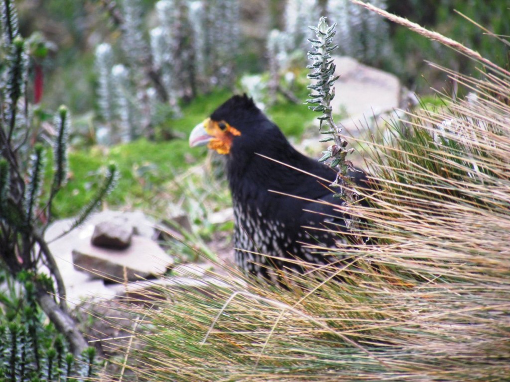 Foto: Ascenso al Rucu Pichincha - Quito (Pichincha), Ecuador