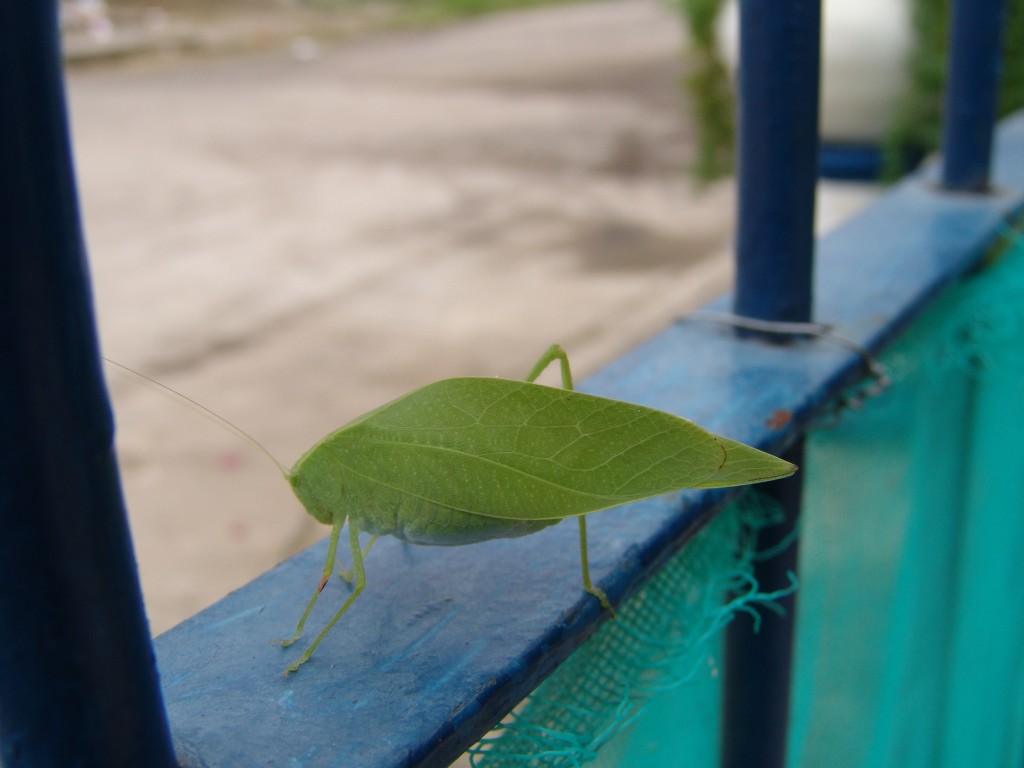 Foto de Tapachula (Chiapas), México