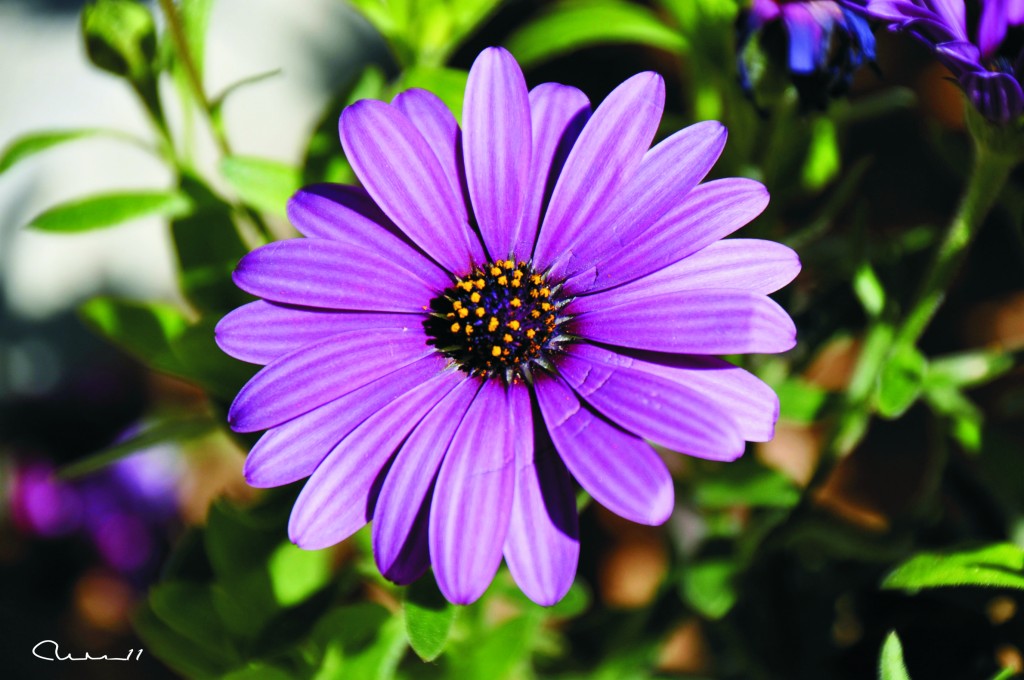 Foto: Flor - Palma de Mallorca (Illes Balears), España