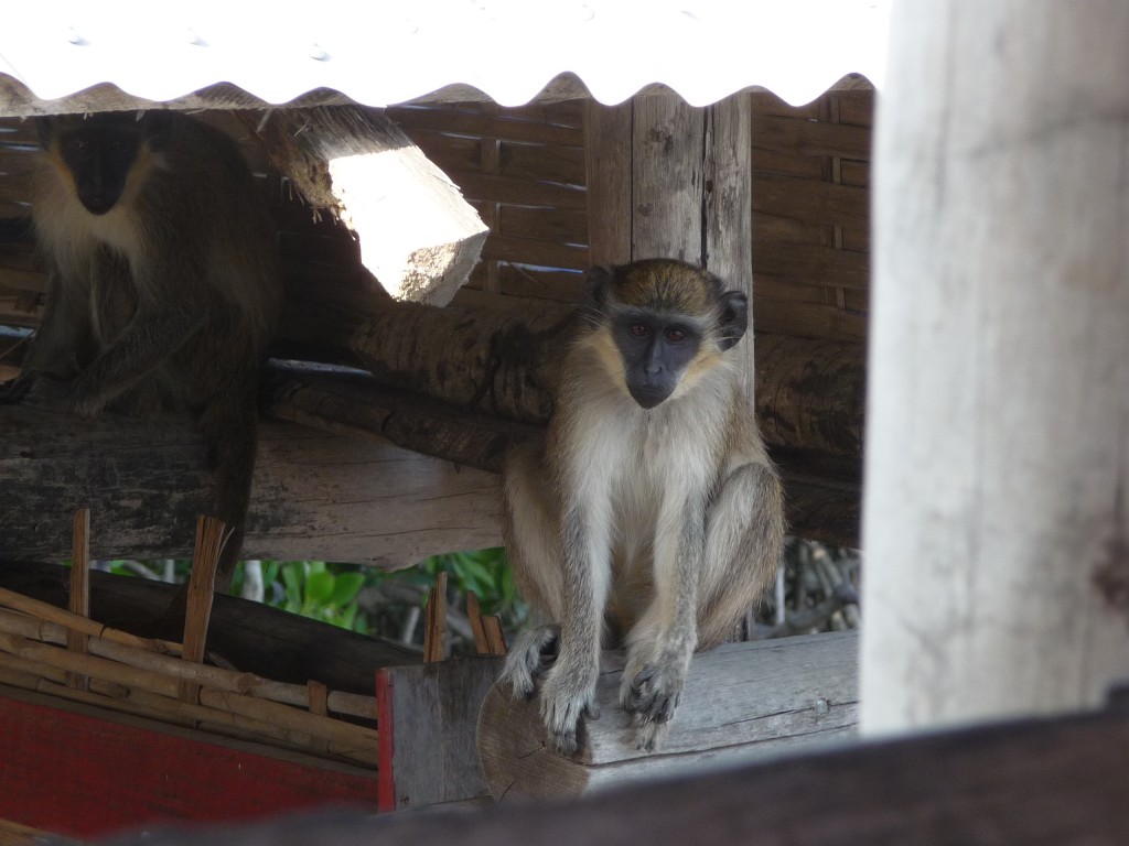 Foto de Lamin Lodge, Gambia