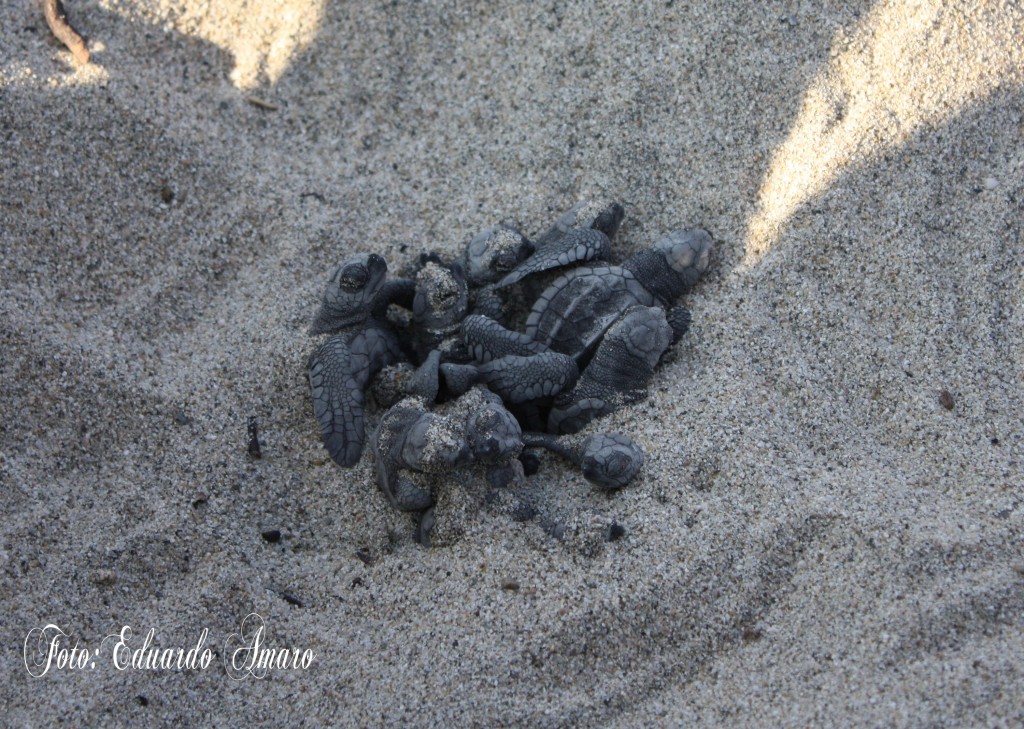 Foto: torugas - Puerto Escondido (Oaxaca), México