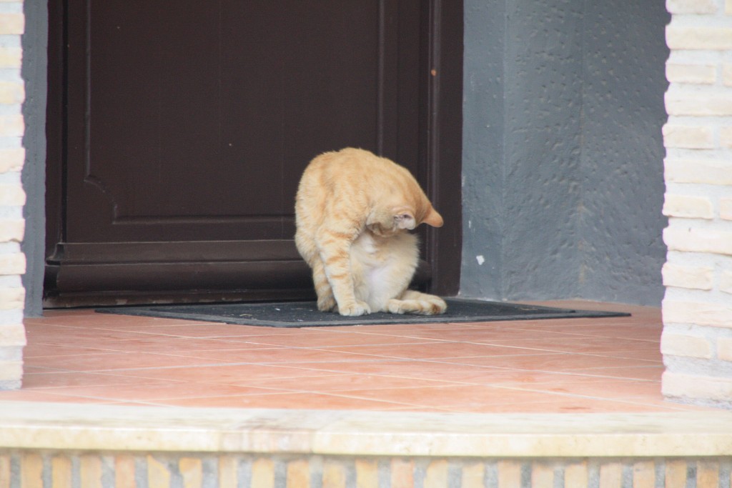 Foto: Gatito - Cuevas del Almanzora (Almería), España