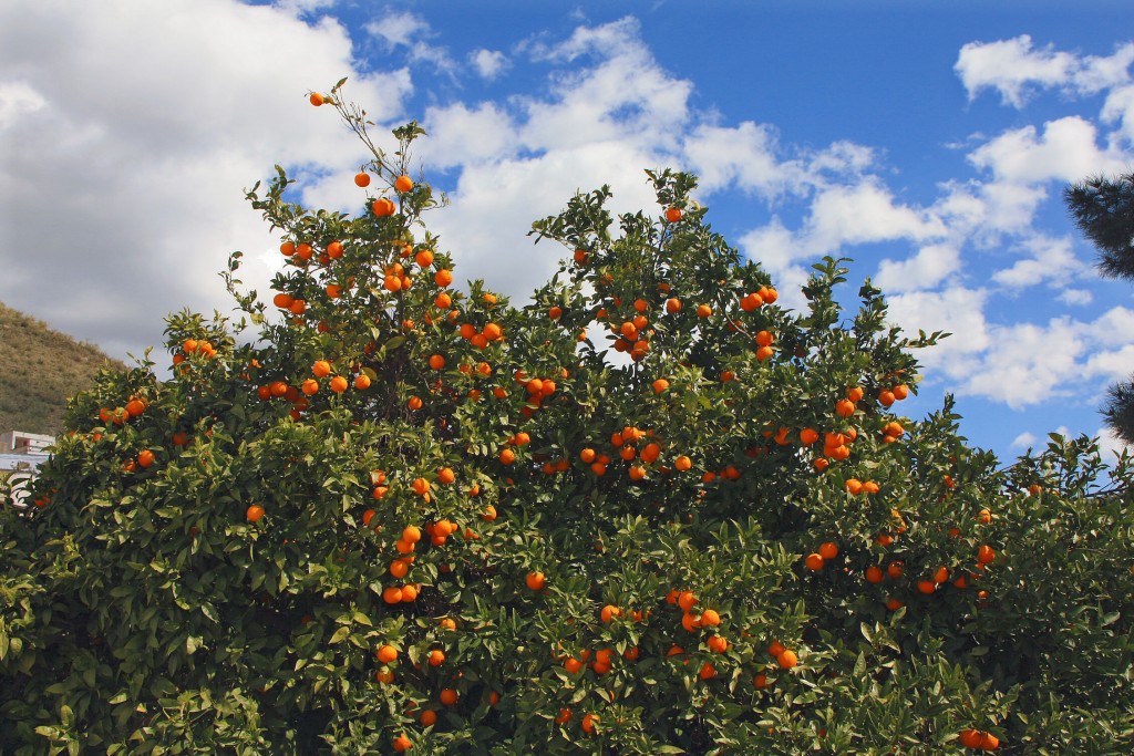 Foto: Naranjo - Velefique (Almería), España