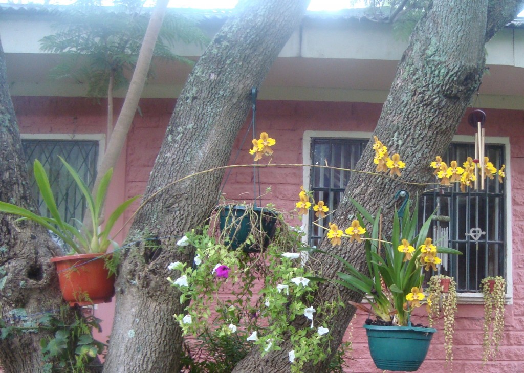 Foto: orquidia - Borrero (Cañar), Ecuador