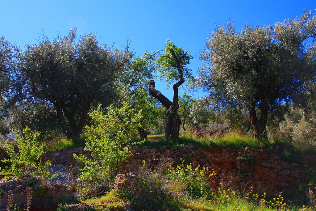 Foto: Olivos - Fondón (Almería), España