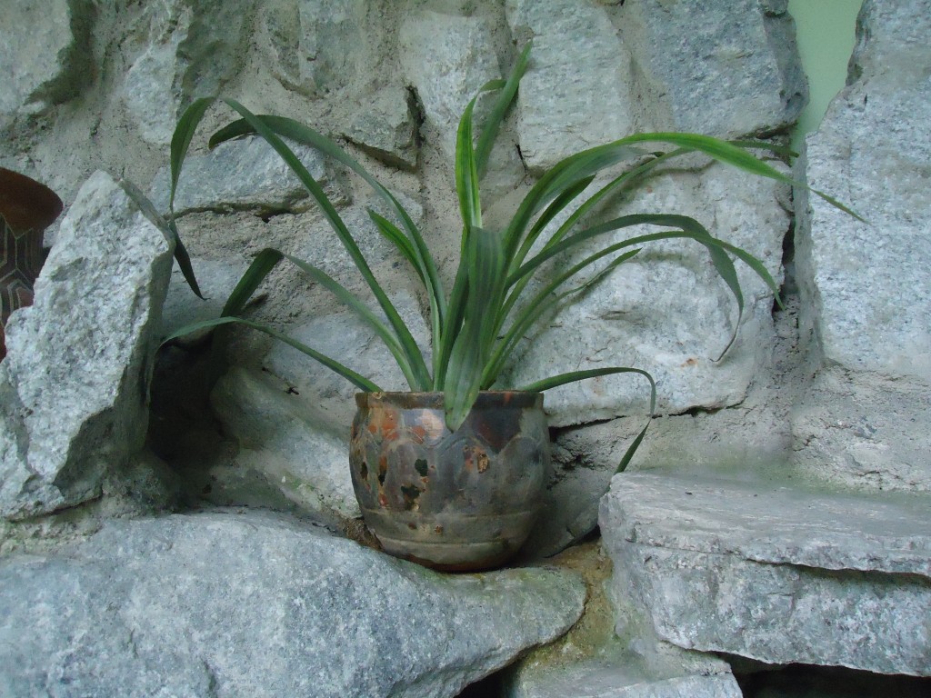 Foto: Foto del Orquideario - Puyo (Pastaza), Ecuador