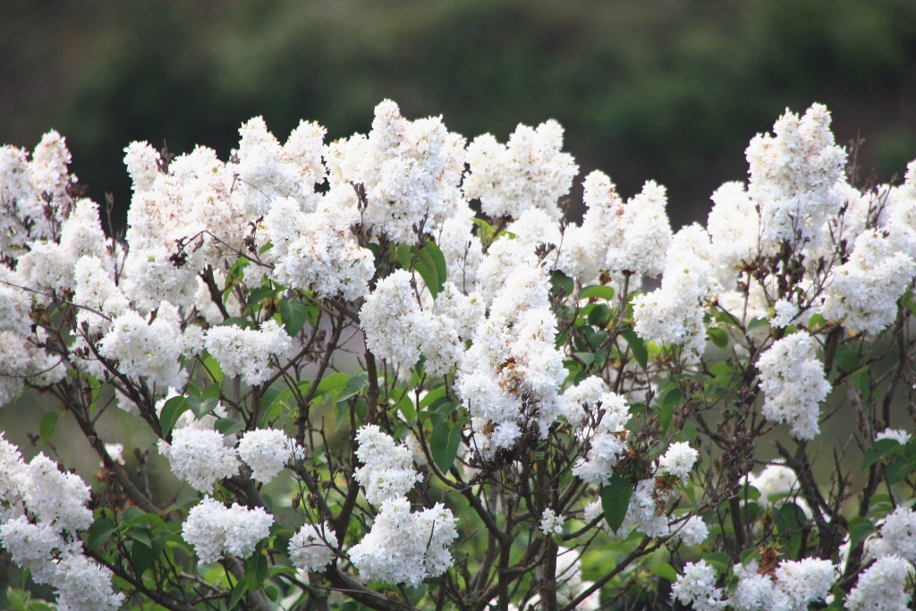 Foto: Primavera - Salvatierra de Esca (Zaragoza), España