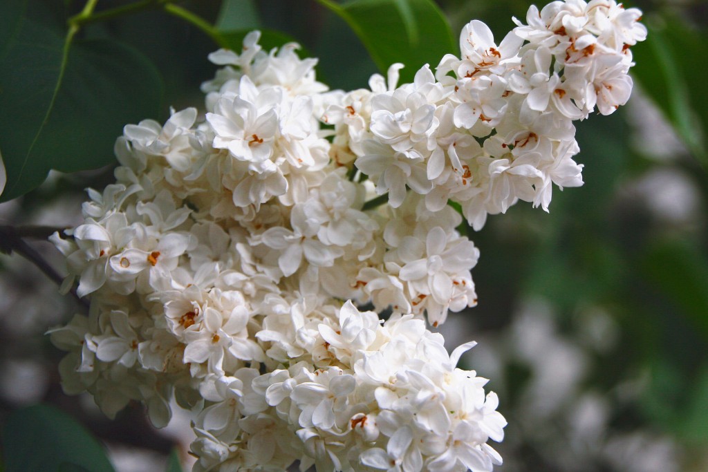 Foto: Primavera - Salvatierra de Esca (Zaragoza), España